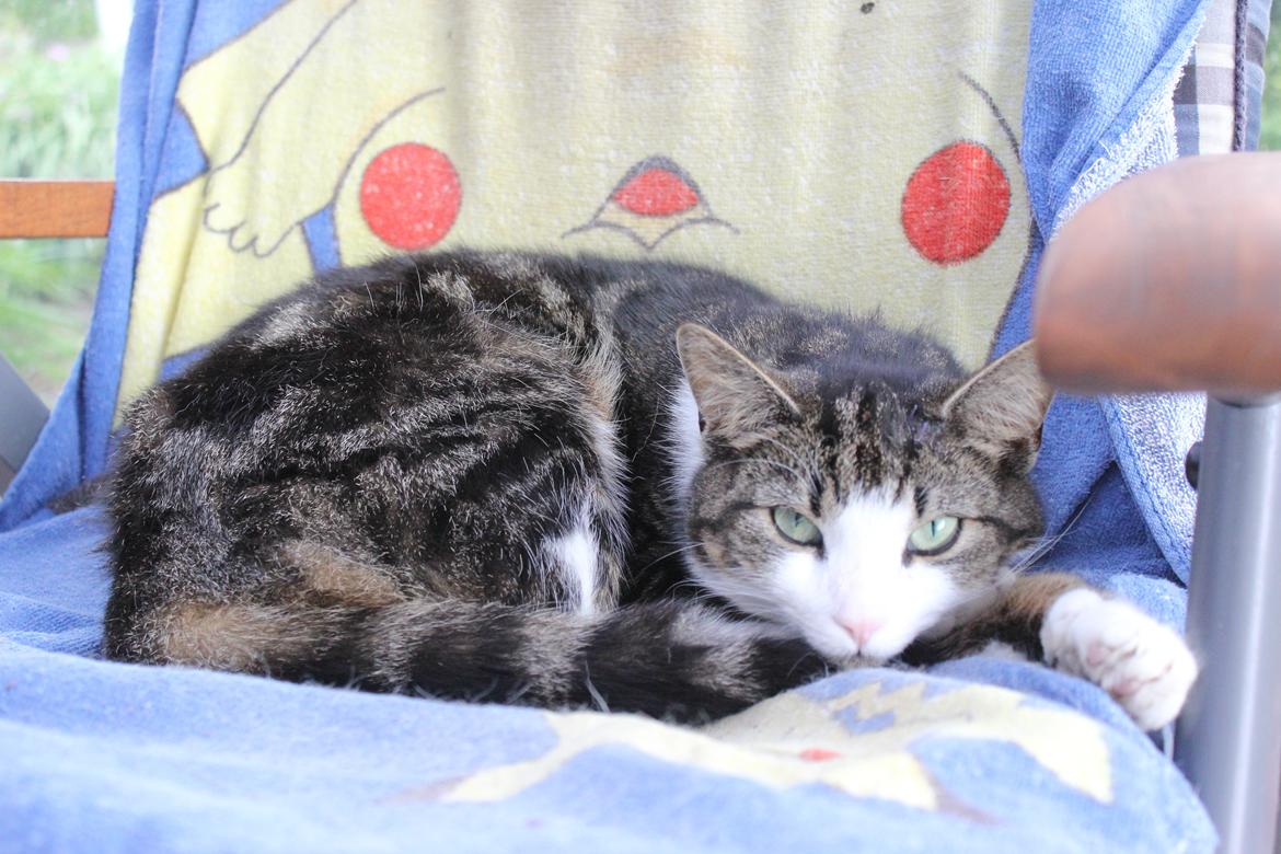 Huskat Mille R.I.P billede 7