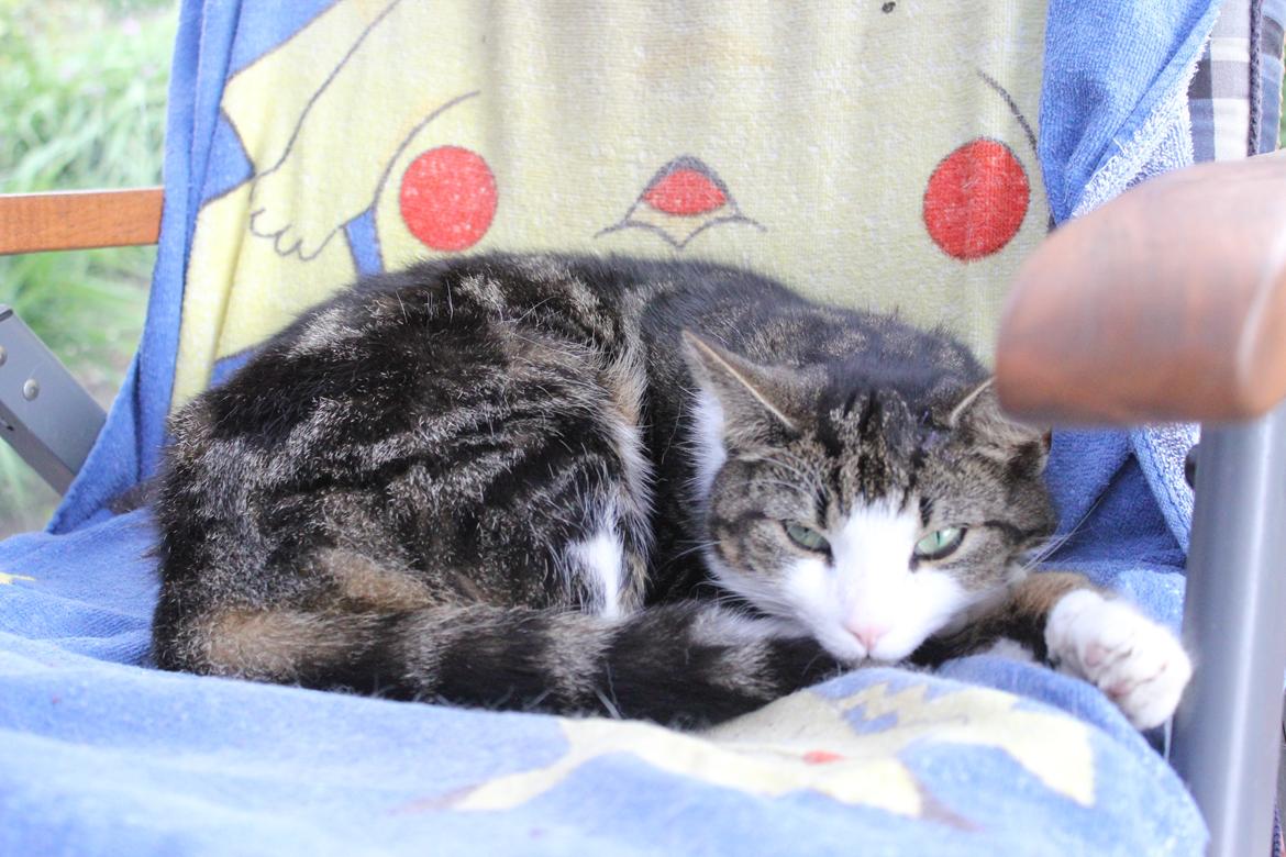 Huskat Mille R.I.P billede 8