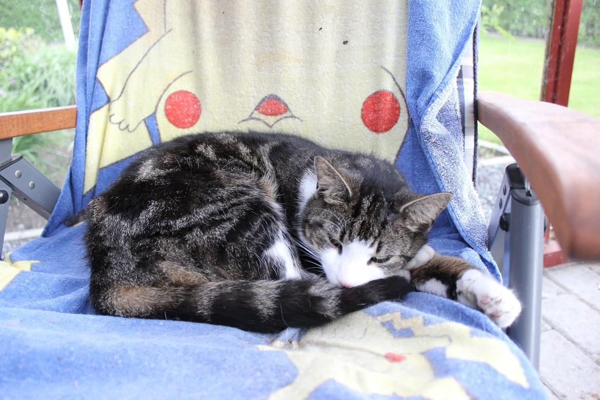 Huskat Mille R.I.P billede 9