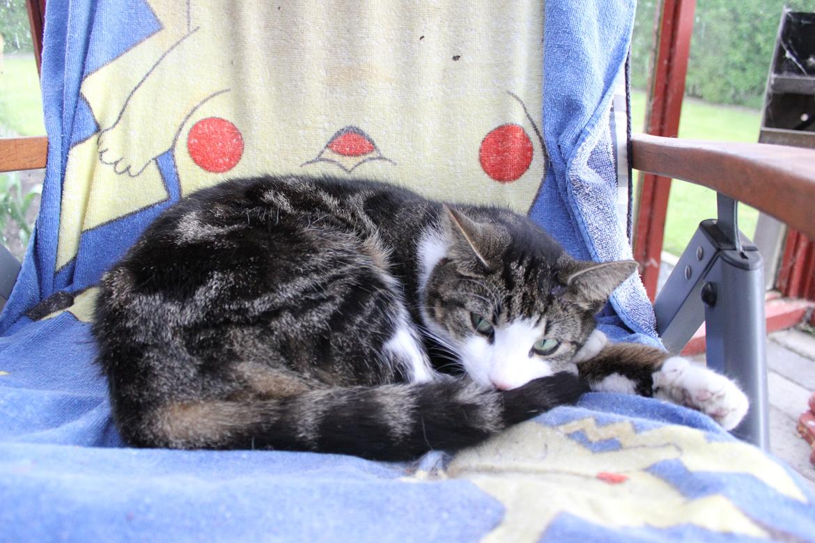 Huskat Mille R.I.P billede 10