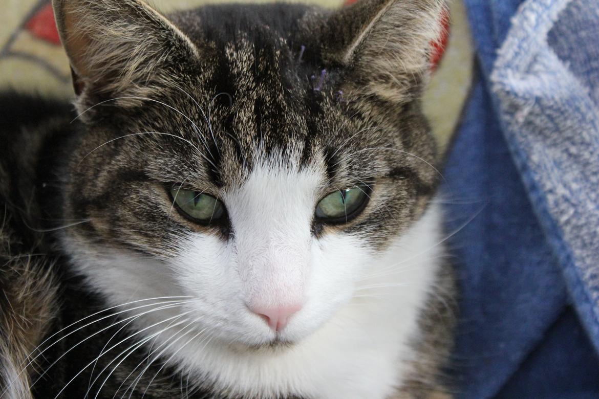 Huskat Mille R.I.P billede 11