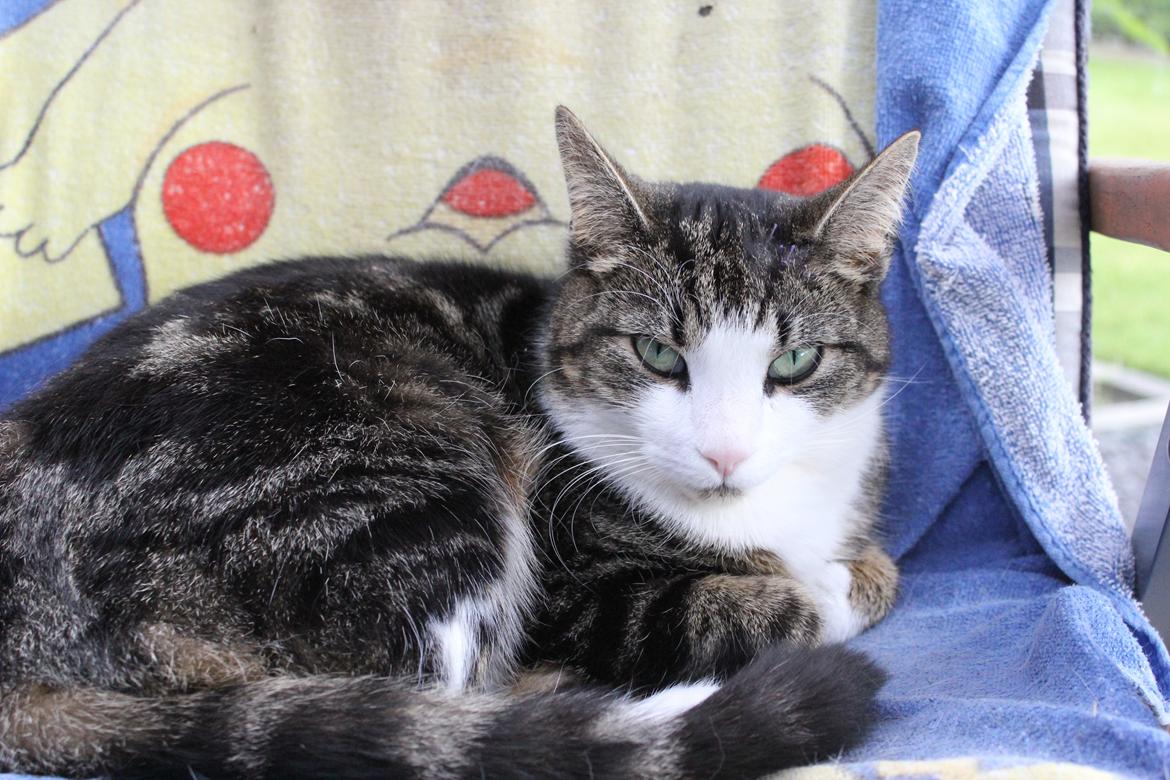 Huskat Mille R.I.P billede 12