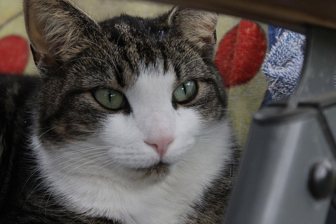 Huskat Mille R.I.P billede 13