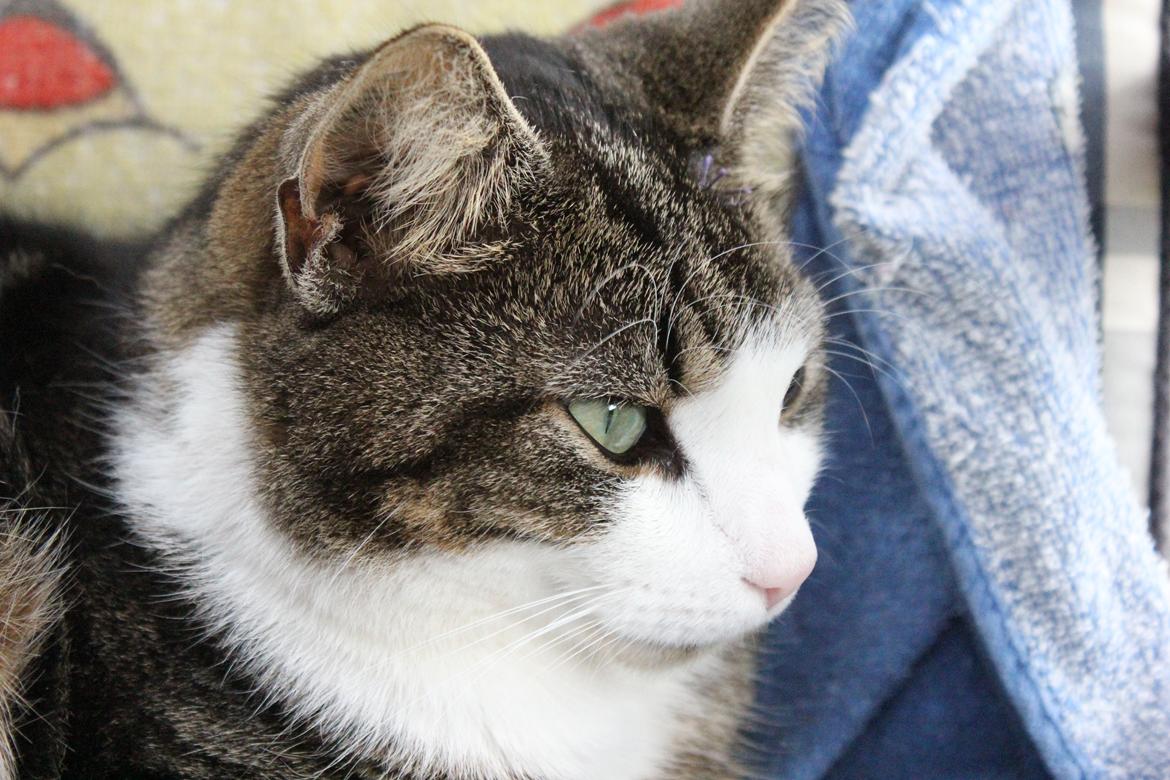 Huskat Mille R.I.P billede 14