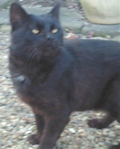 Huskat Morten billede 1