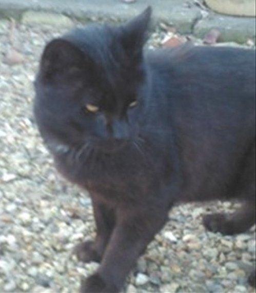 Huskat Morten billede 2