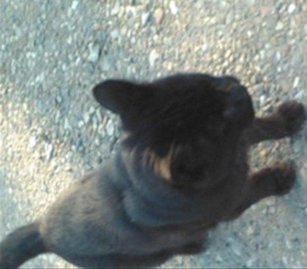 Huskat Morten billede 3