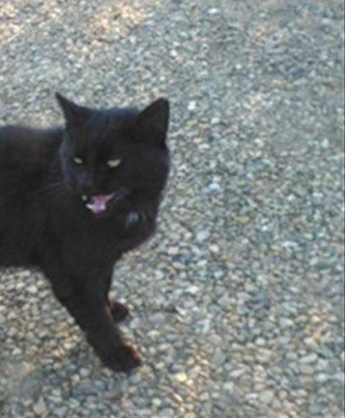 Huskat Morten billede 4