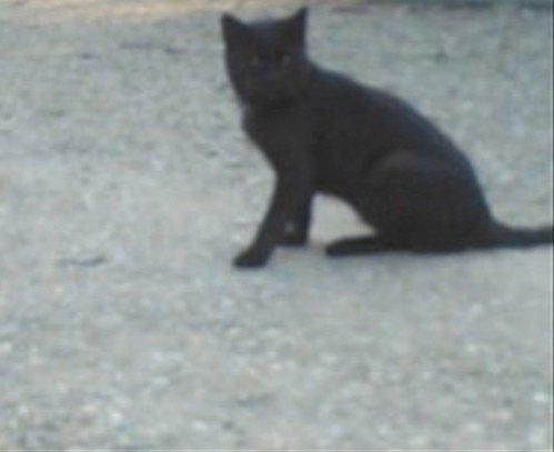 Huskat Morten billede 5