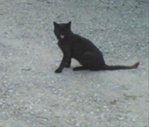 Huskat Morten billede 6