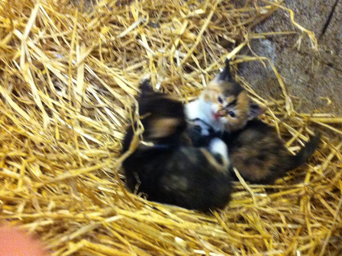 Huskat Mini, mis<3 billede 9