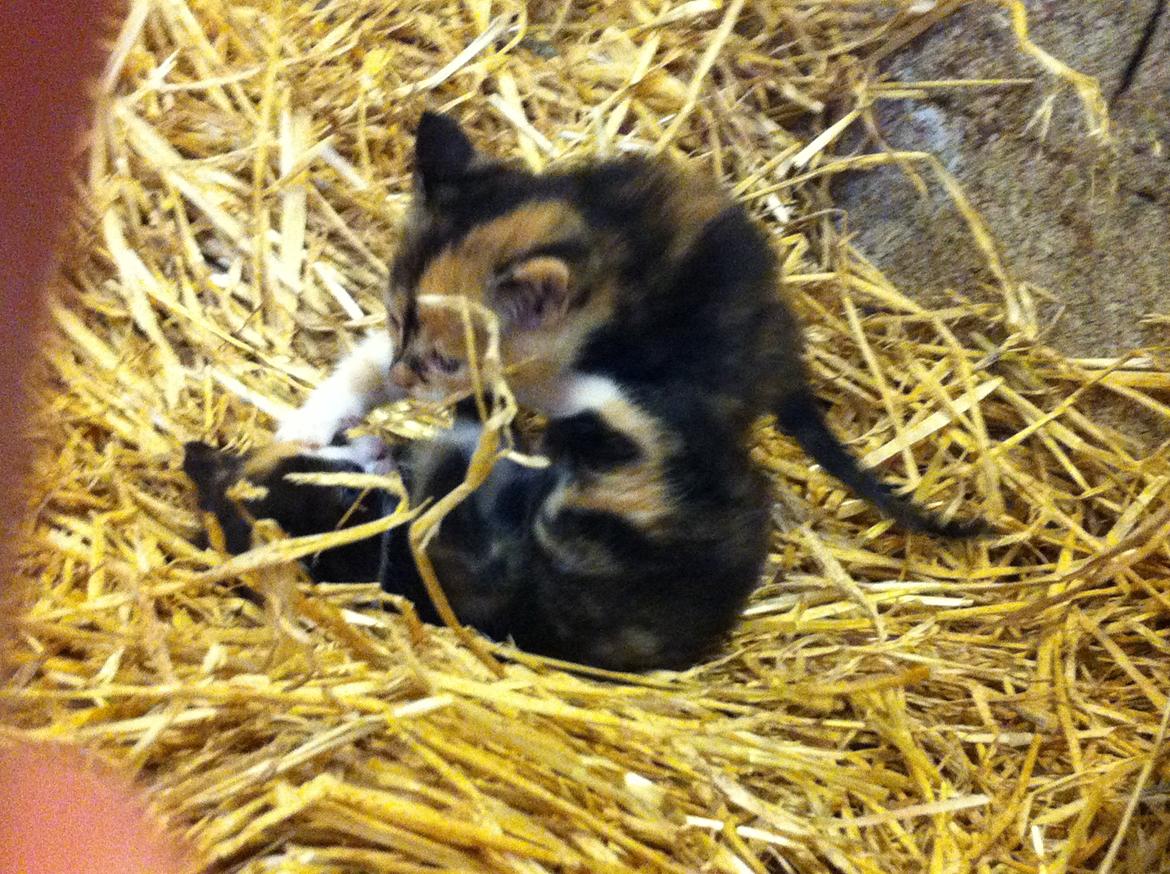 Huskat Mini, mis<3 billede 10