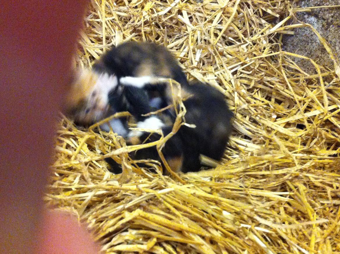 Huskat Mini, mis<3 billede 11