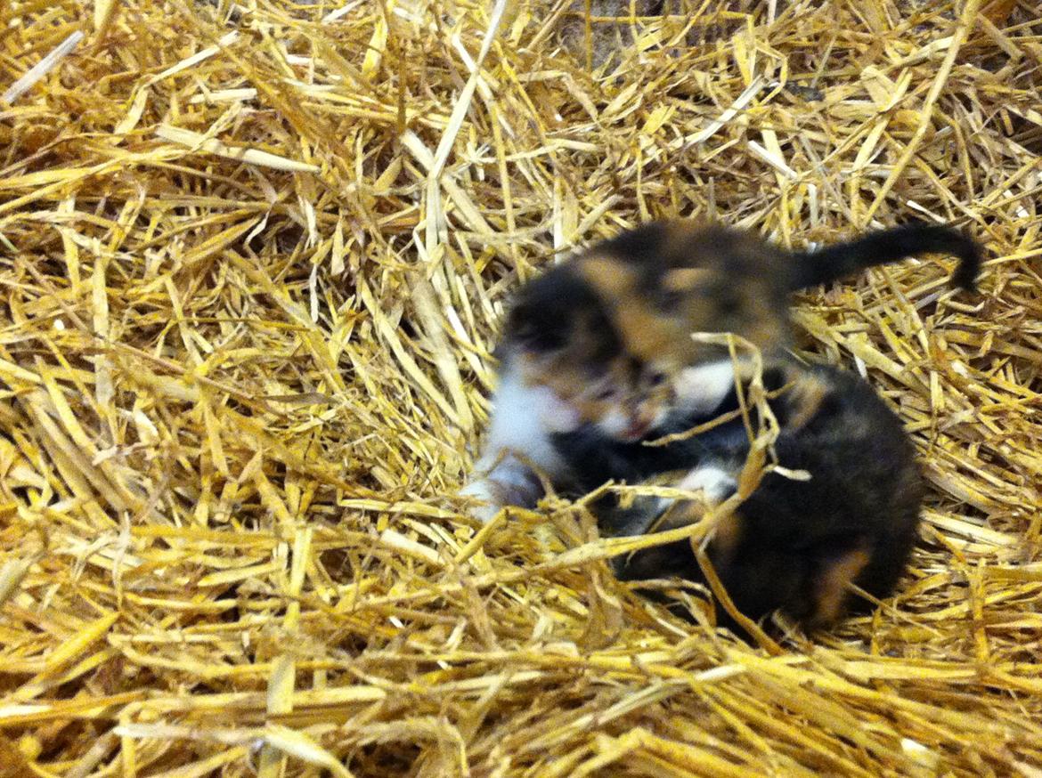 Huskat Mini, mis<3 billede 12