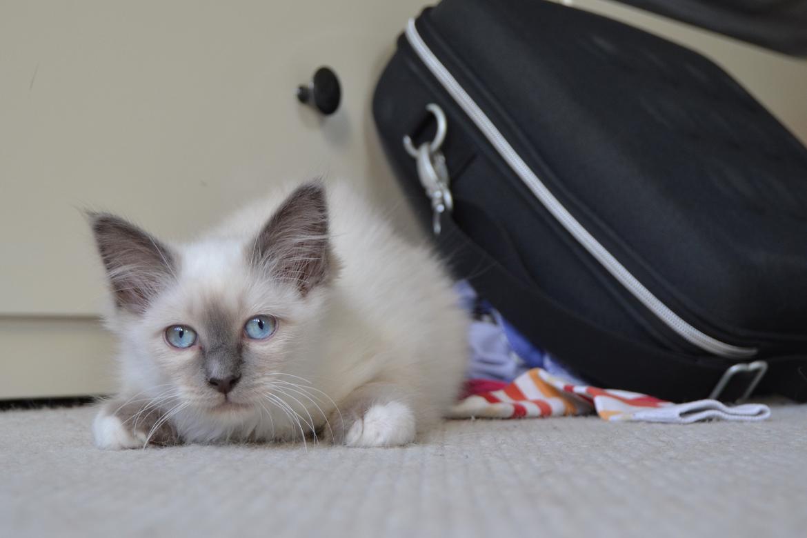 Hellig Birma DK X-Ray's Kille(Solgt) billede 5