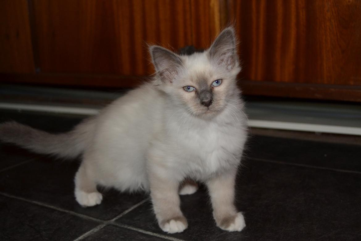 Hellig Birma DK X-Ray's Kille(Solgt) billede 2