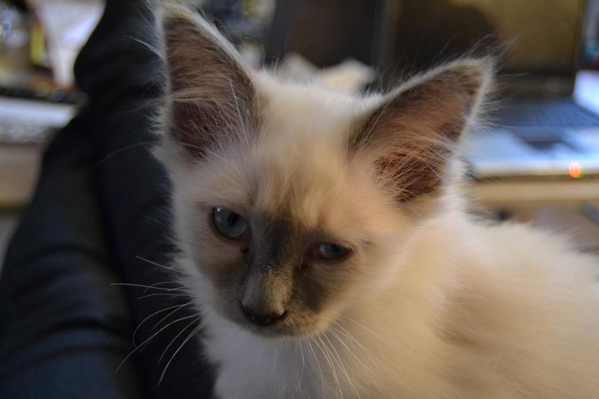 Hellig Birma DK X-Ray's Kille(Solgt) - Ej, seriøst? billede 7