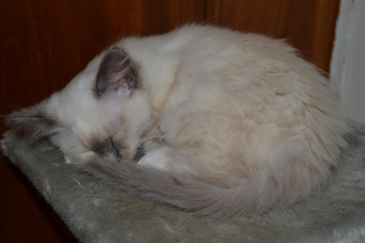 Hellig Birma DK X-Ray's Kille(Solgt) billede 8