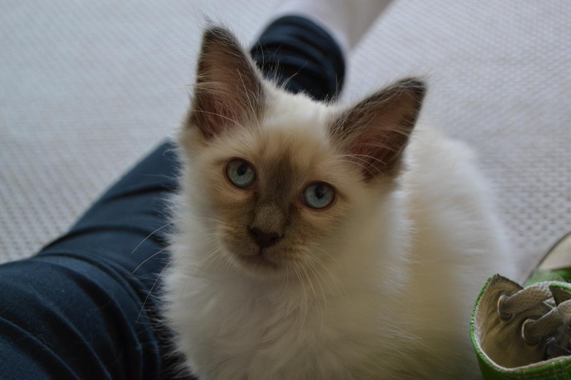 Hellig Birma DK X-Ray's Kille(Solgt) - Så sød xD billede 3