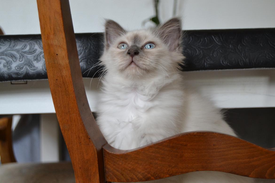 Hellig Birma DK X-Ray's Kille(Solgt) billede 9