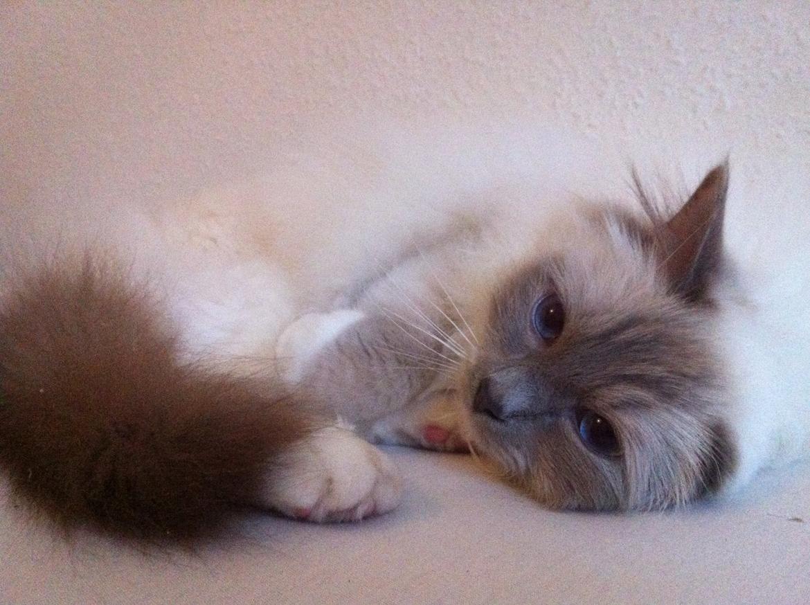 Hellig Birma Casa de Lucas Bartholo billede 1