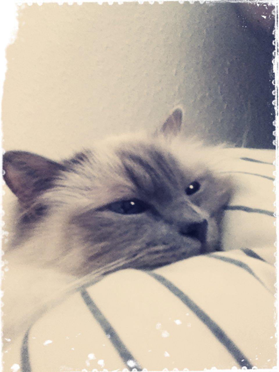 Hellig Birma Casa de Lucas Bartholo billede 3