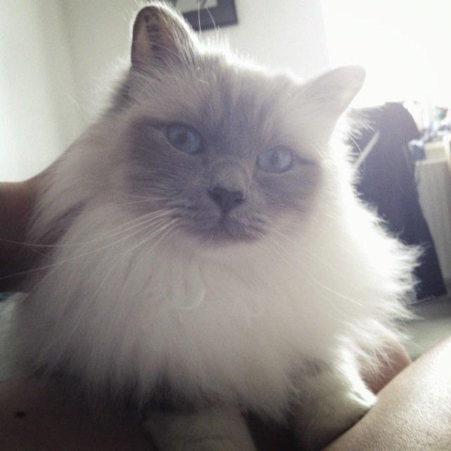 Hellig Birma Casa de Lucas Bartholo billede 4