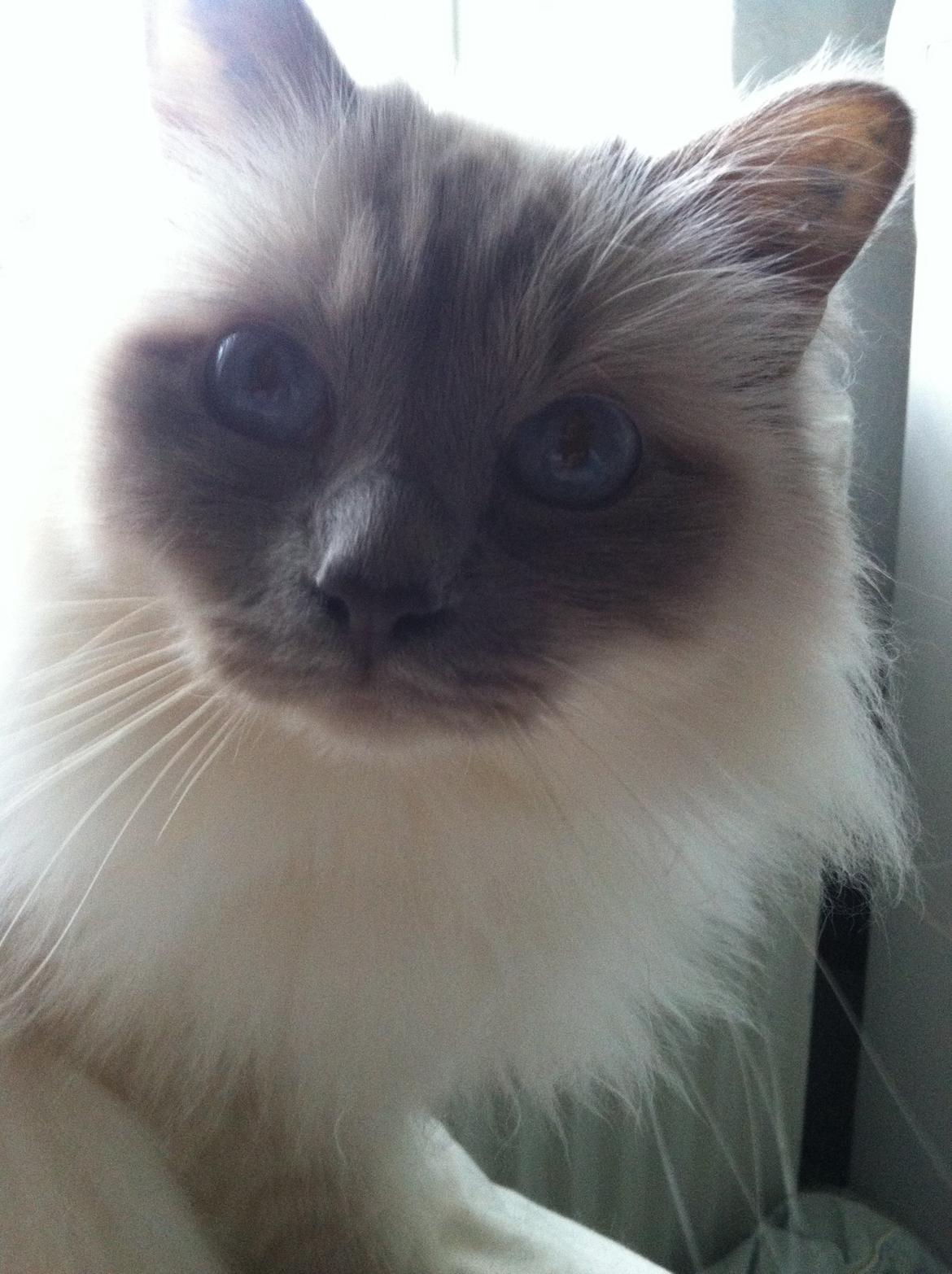 Hellig Birma Casa de Lucas Bartholo billede 5