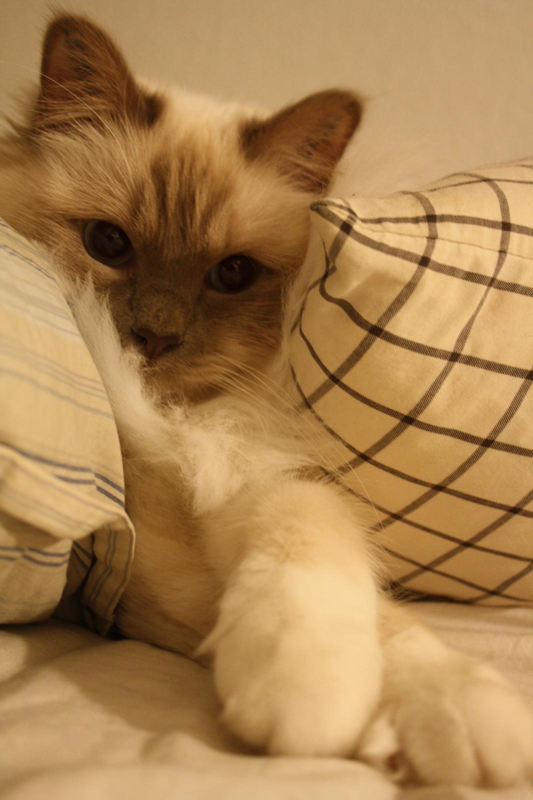 Hellig Birma Casa de Lucas Bartholo billede 6