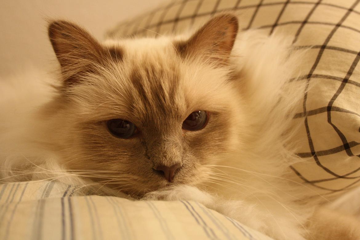 Hellig Birma Casa de Lucas Bartholo billede 7