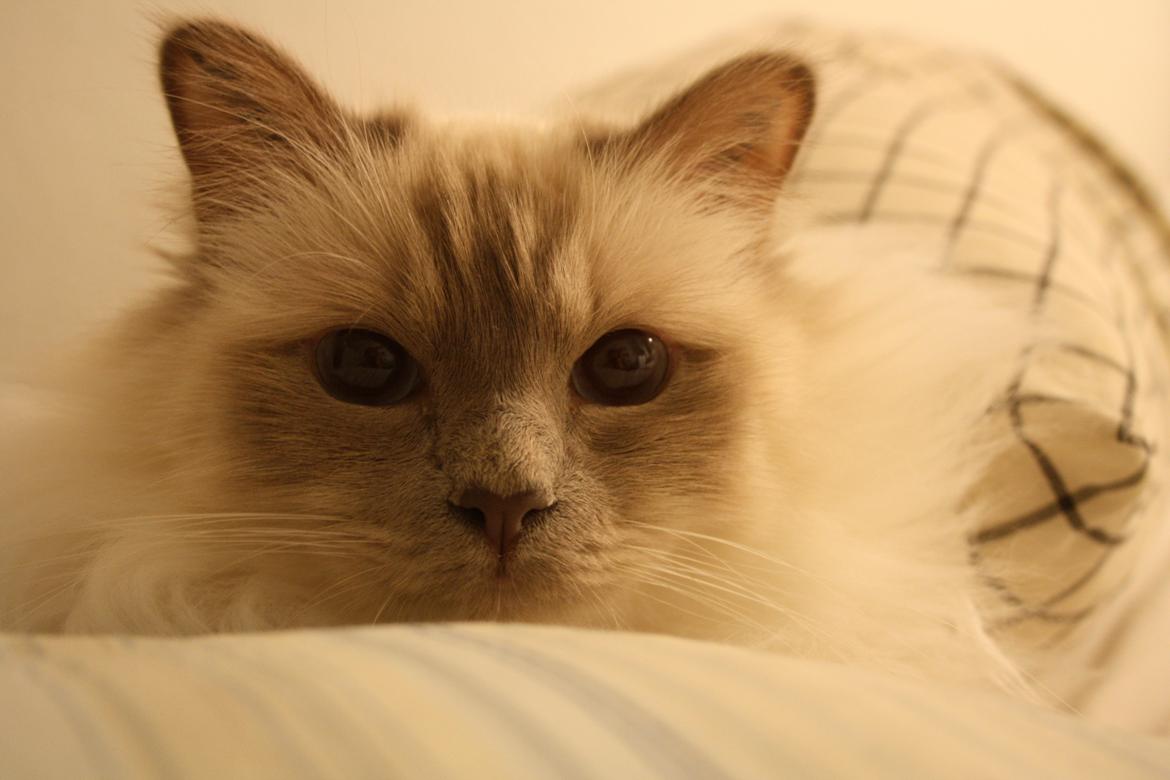 Hellig Birma Casa de Lucas Bartholo billede 8