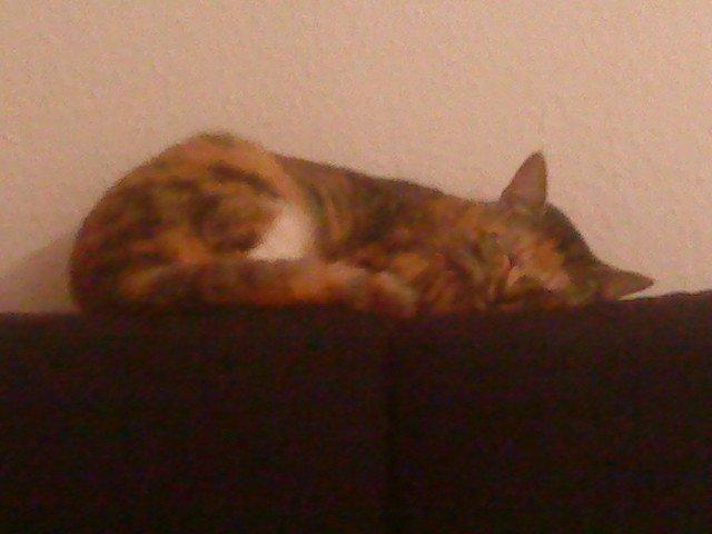 Huskat Pepsi billede 9