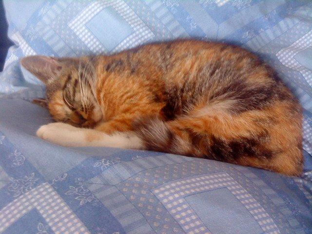 Huskat Pepsi billede 10