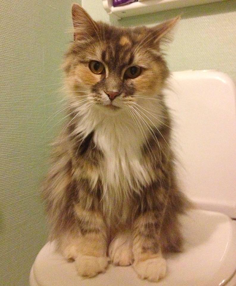 Maine Coon | Ulla billede 2