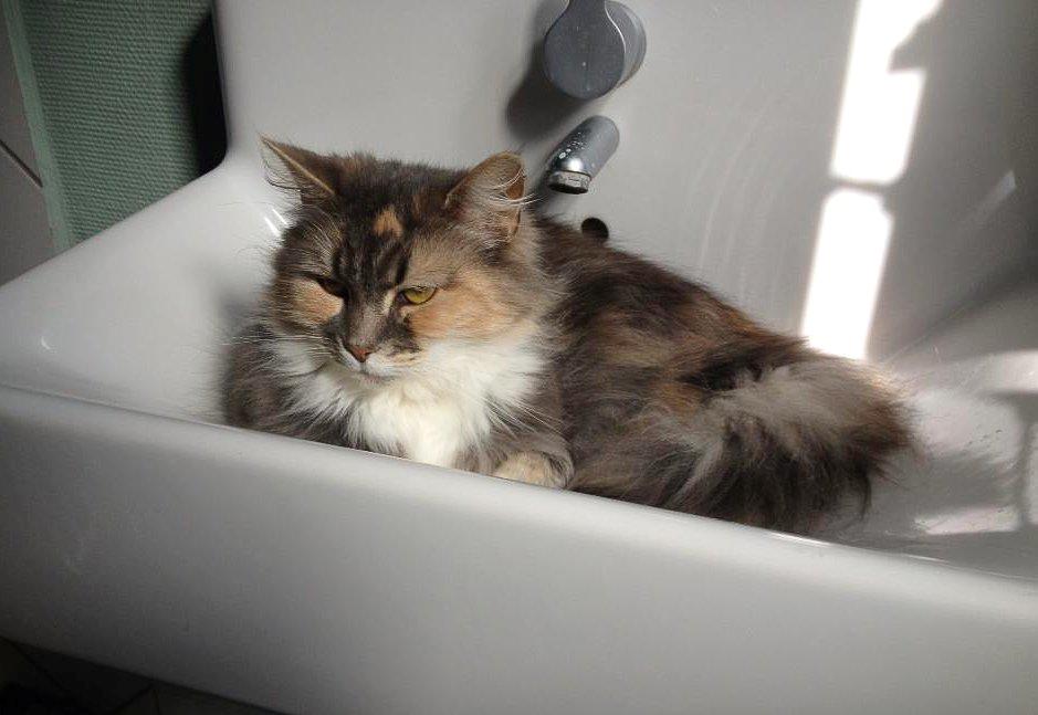 Maine Coon | Ulla billede 3