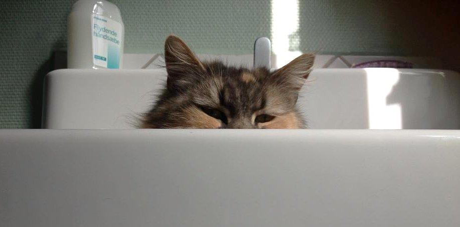 Maine Coon | Ulla billede 5