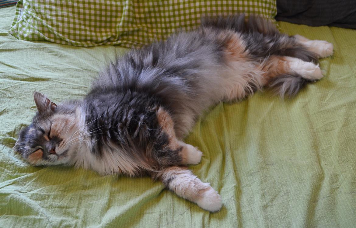 Maine Coon | Ulla billede 6