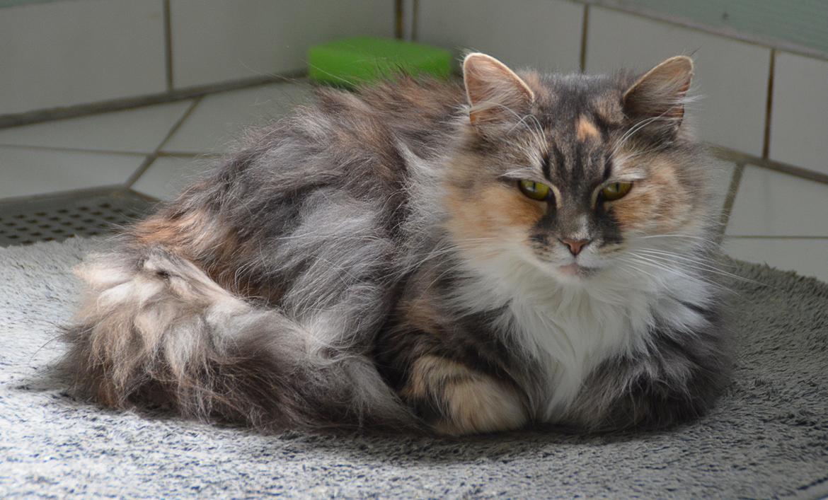 Maine Coon | Ulla billede 4