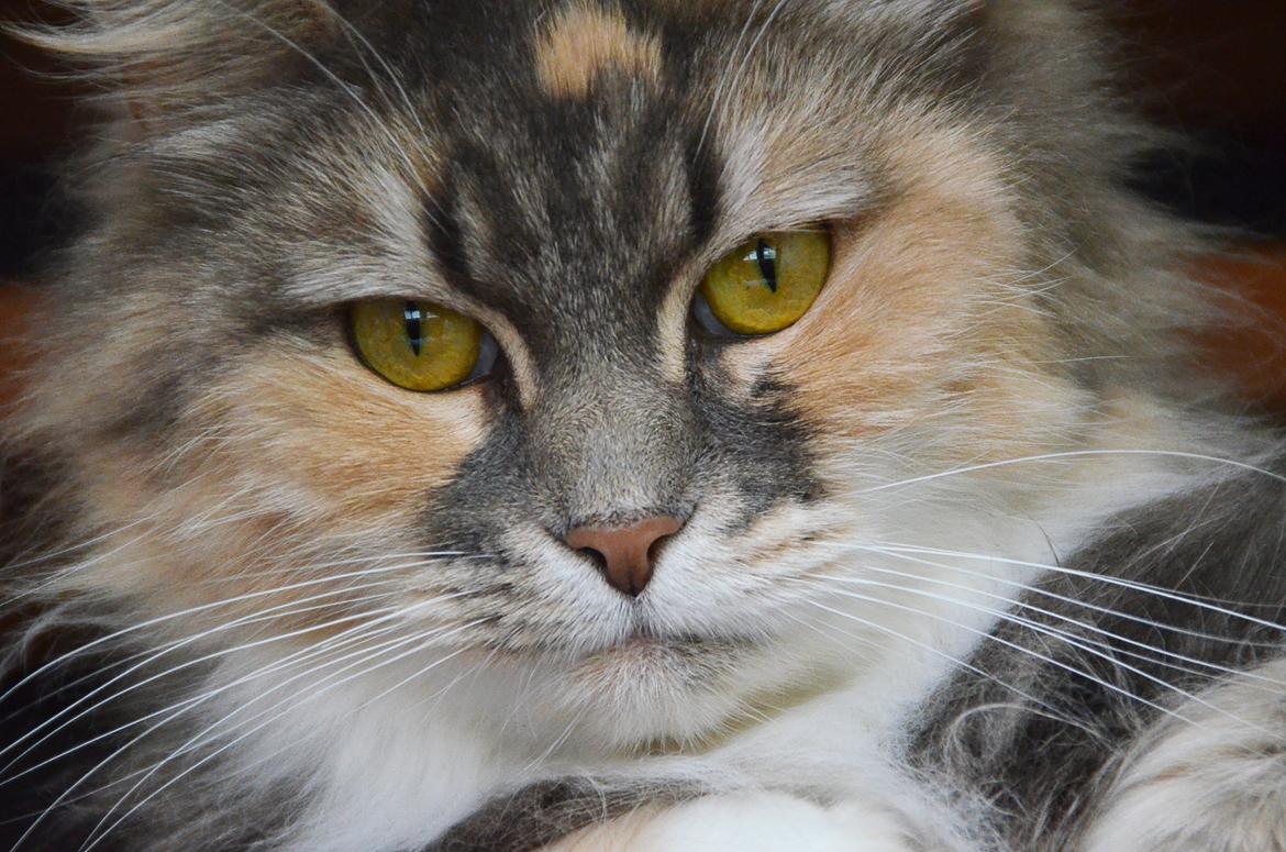 Maine Coon | Ulla billede 1