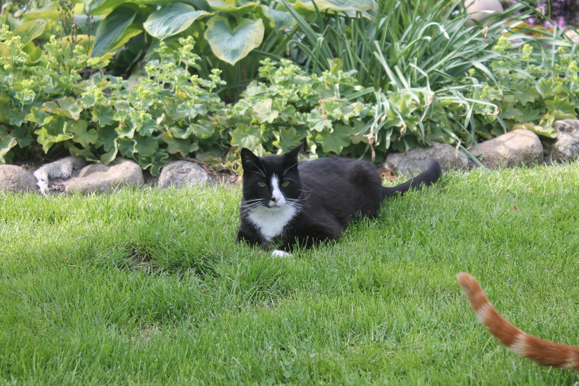 Huskat sofus billede 8