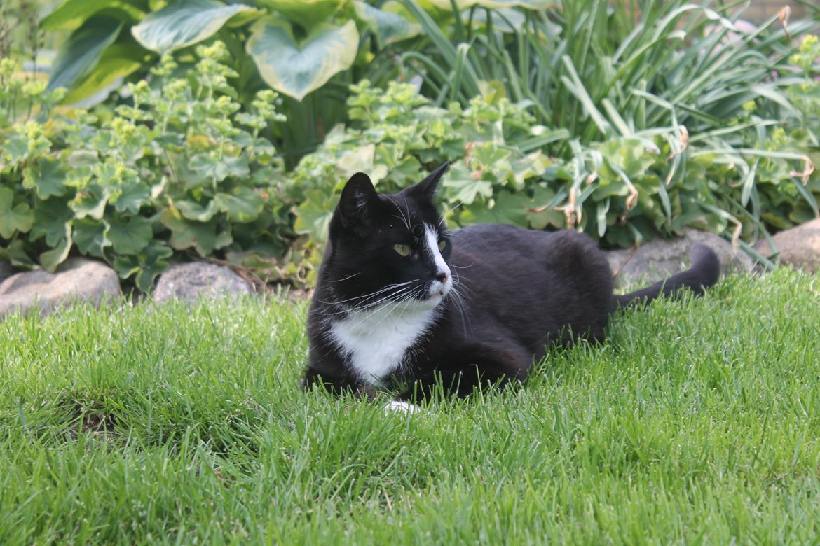 Huskat sofus billede 9