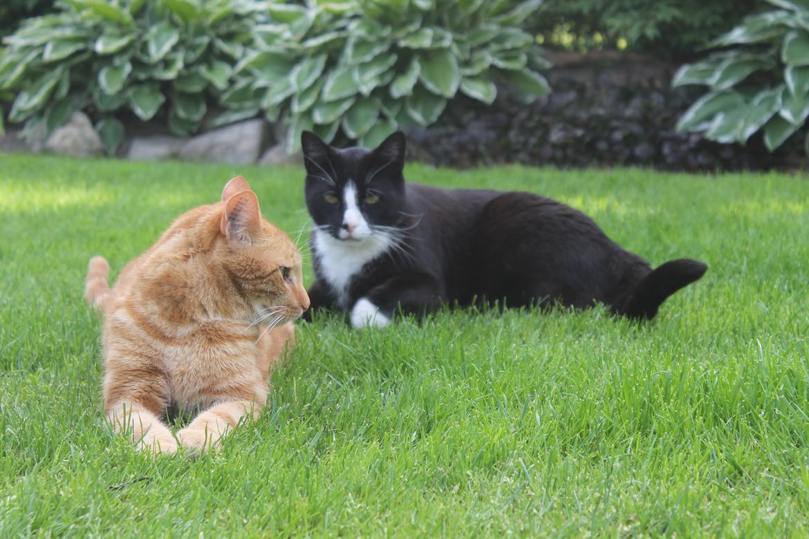 Huskat sofus billede 10