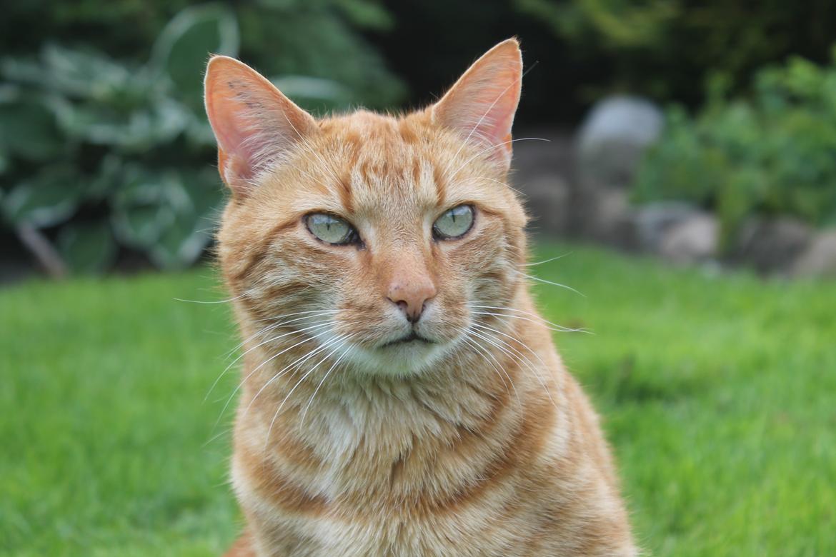 Huskat oliver billede 10