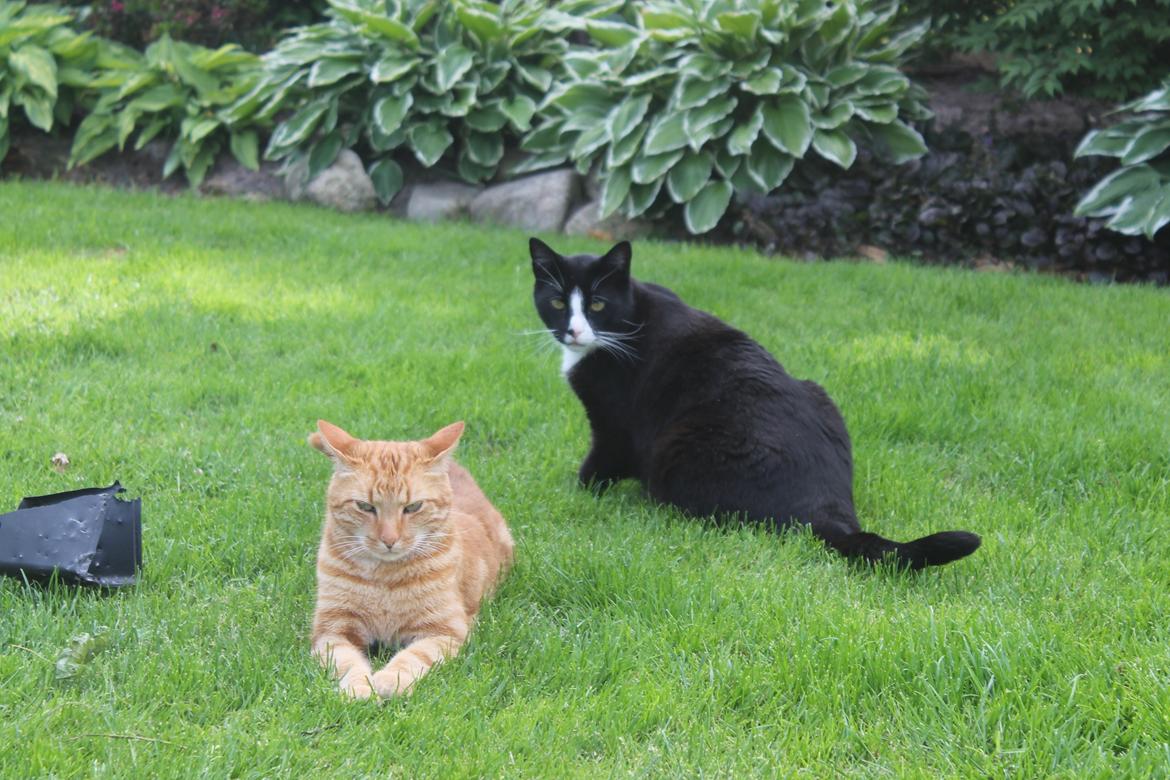 Huskat oliver billede 11