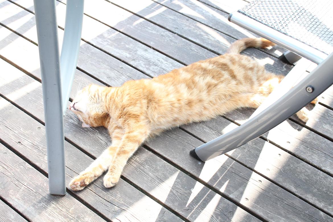 Huskat oliver billede 12