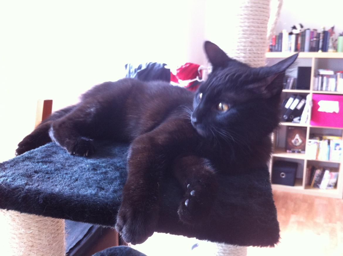 Huskat Bagheera billede 8