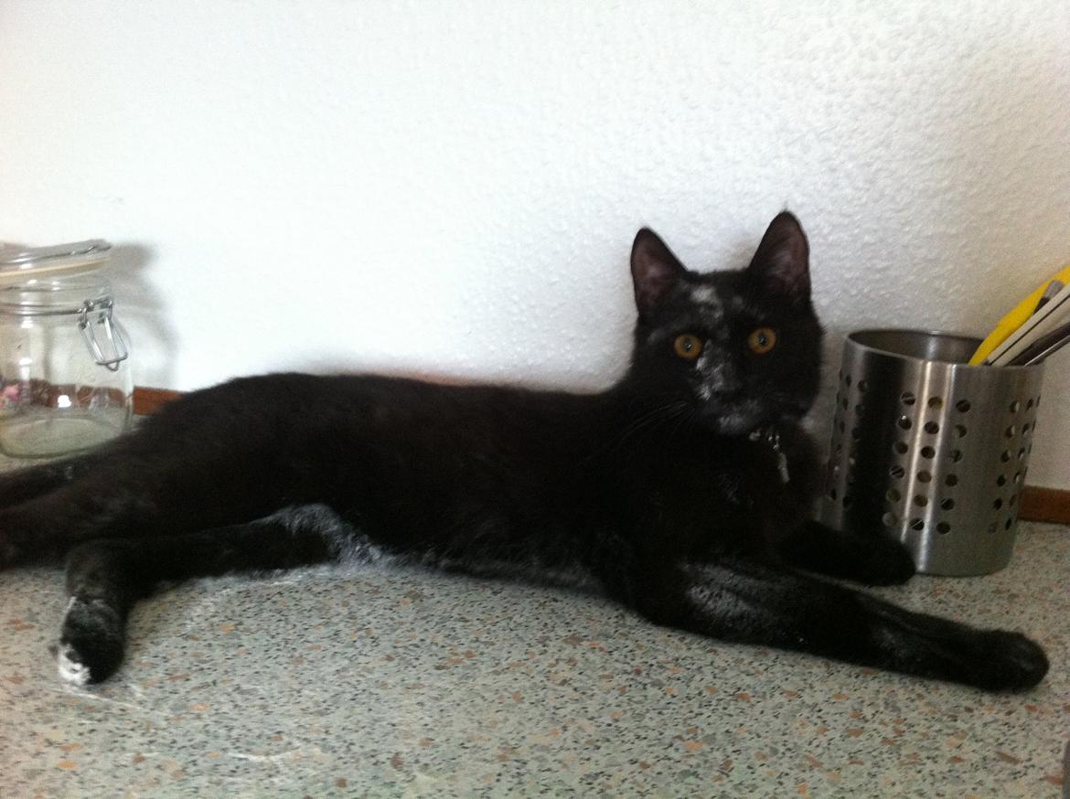 Huskat Bagheera billede 7