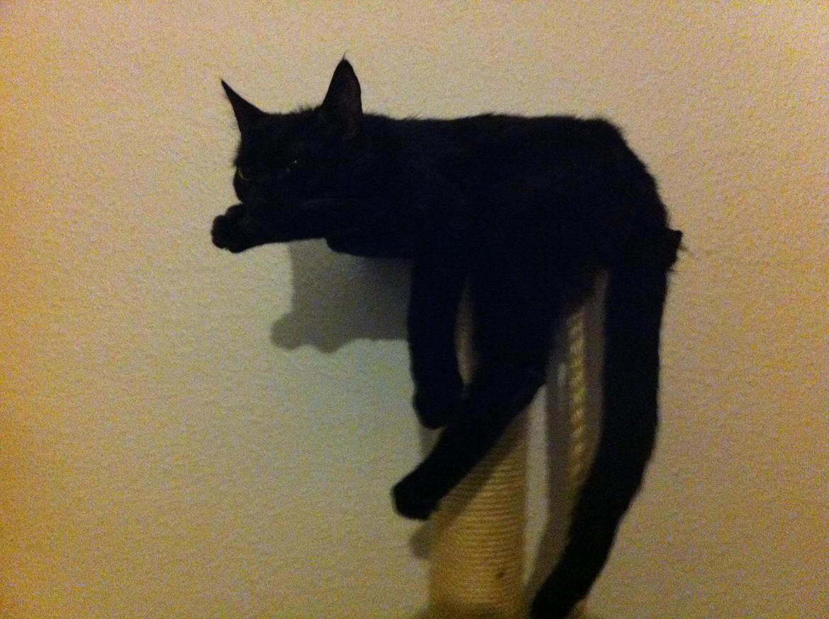 Huskat Bagheera billede 10