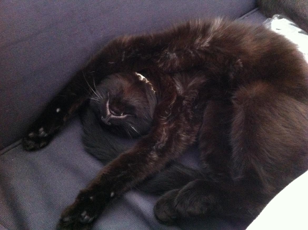 Huskat Bagheera billede 4