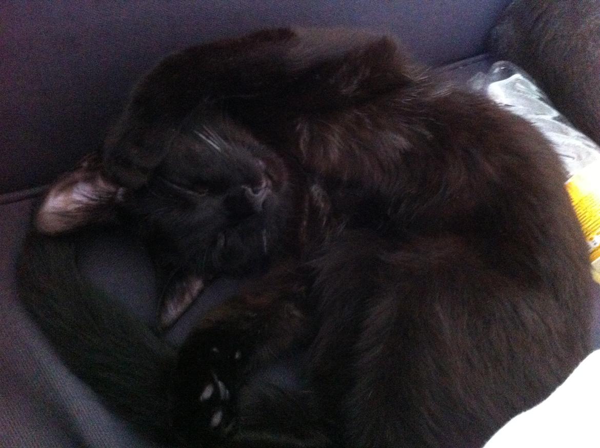 Huskat Bagheera billede 5